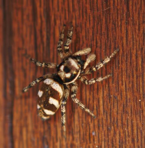 Réf. 344 309 : Salticus scenicus
